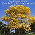 A Cappella Singers : This Is My Father's World : 1 CD : Richard Boender